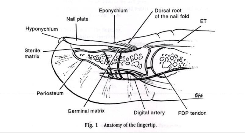 Nail Anatomy and Physiology Made Easy